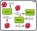 The model of p53 and Mdm2 interactions.png